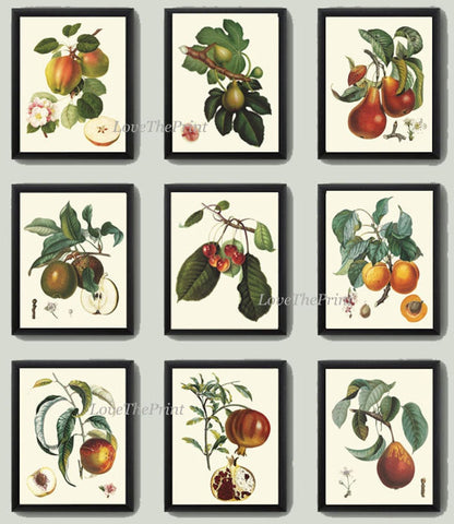 Vintage Fruit Wall Art Set of 9 Prints Kitchen Dining Room Beautiful Botanical Home Decor to Frame Apple Pear Cherry Fig Peach Trees LF