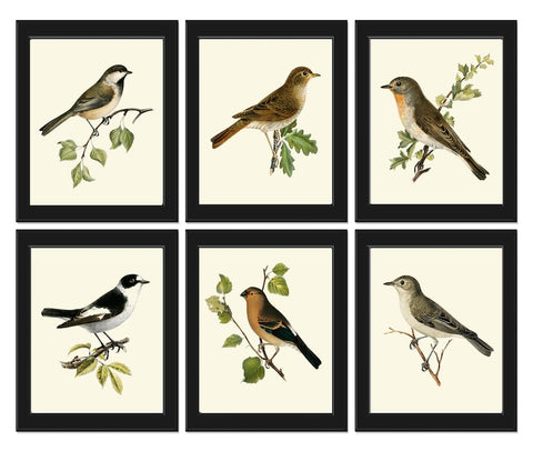 Vintage Antique Birds Wall Art Print Set of 6 Prints Birdwatching Bird Lover Illustration Picture Nature Interior Home Decor to Frame VW
