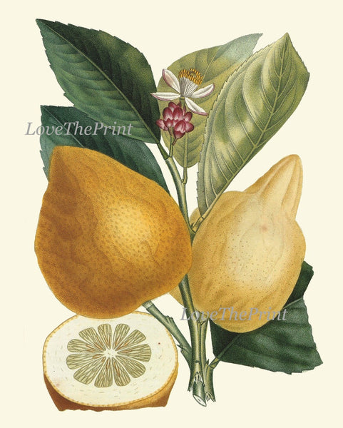 Vintage Tropical Fruit Botanical Wall Art Set 4 Prints Beautiful Antique Melon Pineapple Orange Lemon Citrus Kitchen Home Decor to Frame LF