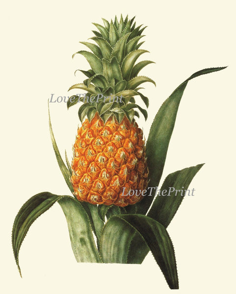 Vintage Tropical Fruit Botanical Wall Art Set 4 Prints Beautiful Antique Melon Pineapple Orange Lemon Citrus Kitchen Home Decor to Frame LF
