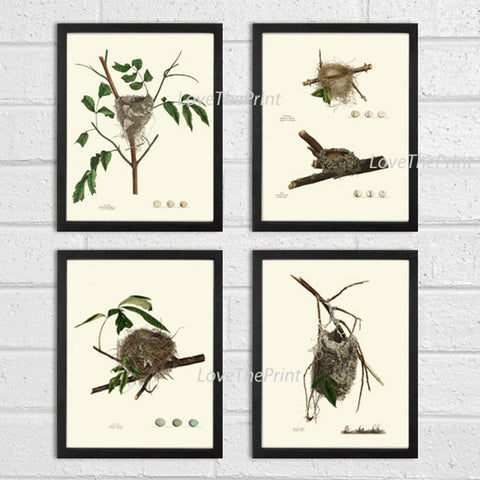 Vintage Bird Nest Egg Print Wall Decor Art Set of 4 Beautiful Antique Forest Outdoor Nature Rustic Tree Branch Farmhouse Cabin to Frame NEST