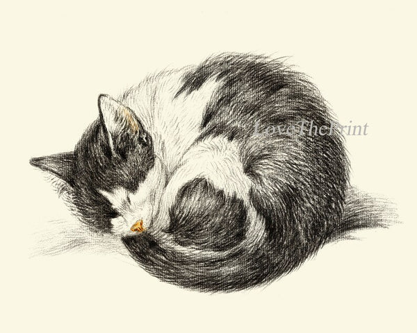 Cat Illustration Drawing Wall Art Print Set of 4 Beautiful Antique Vintage Kitty Kitten Cute Pet Animal Picture Home Room Decor to Frame JB
