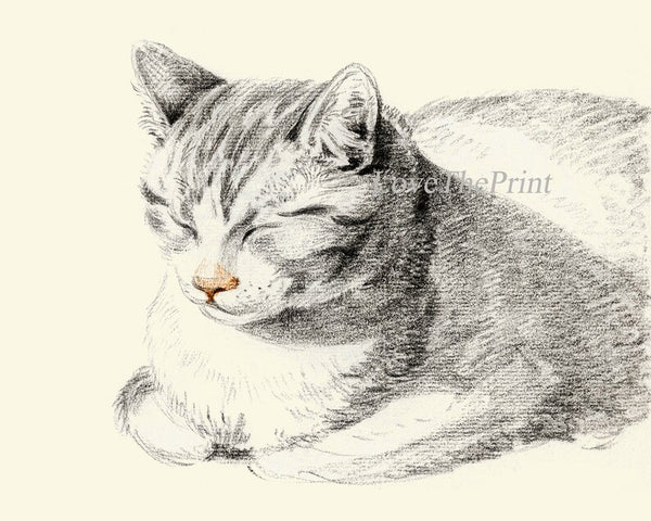 Cat Illustration Drawing Wall Art Print Set of 4 Beautiful Antique Vintage Kitty Kitten Cute Pet Animal Picture Home Room Decor to Frame JB