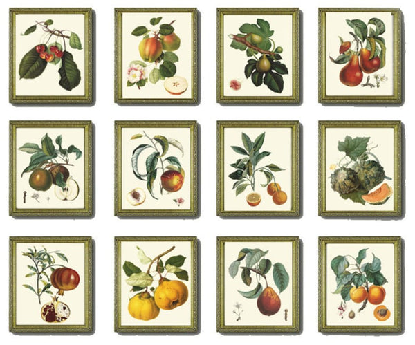 Vintage Colorful Fruit Wall Art Botanical Set of 12 Beautiful Antique Tree Garden Kitchen Dining Room Large Gallery Home Decor to Frame LF