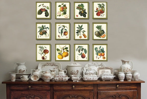 Vintage Colorful Fruit Wall Art Botanical Set of 12 Beautiful Antique Tree Garden Kitchen Dining Room Large Gallery Home Decor to Frame LF