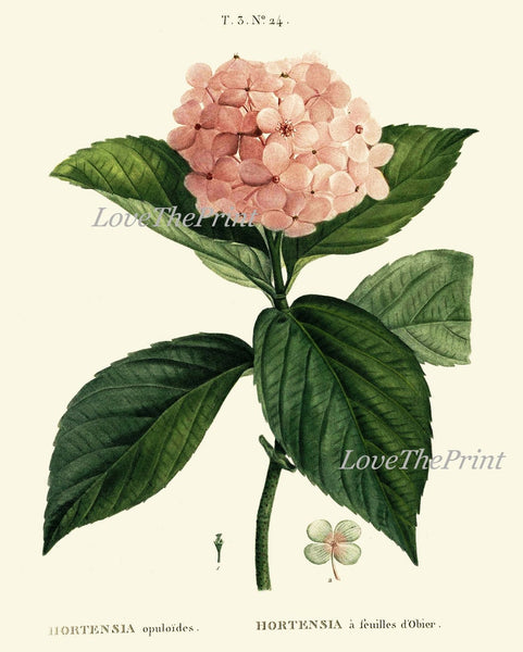 Hydrangea Hortensia Botanical Wall Art Set of 6 Prints Beautiful Vintage Antique Pink White Flower Garden Plants Home Decor to Frame HYDR