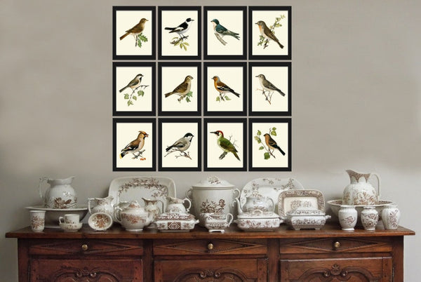 Bird Wall Art Set of 12 Prints Beautiful Antique Vintage Songbirds Bird Lover Birdwatching Full Wall Gallery Interior Home Decor to Frame VW