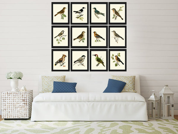 Bird Wall Art Set of 12 Prints Beautiful Antique Vintage Songbirds Bird Lover Birdwatching Full Wall Gallery Interior Home Decor to Frame VW