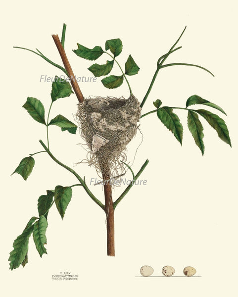 Vintage Bird Nest Eggs Prints Wall Art Set of 9 Beautiful Antique Cottage Farmhouse Birds Horizontal Orientation Home Decor to Frame NEST