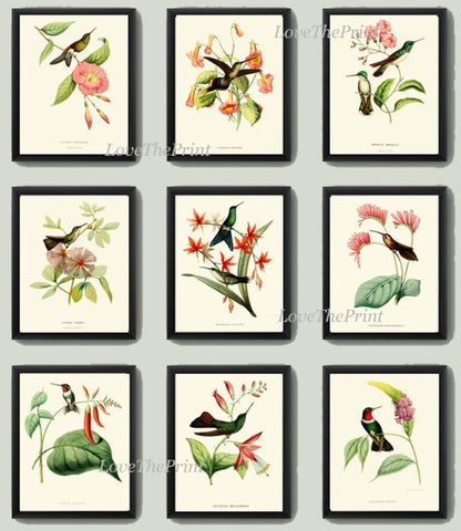 Hummingbird Wall Decor Art Print Set of 9 Beautiful Antique Birds Pink Green Tropical Exotic Flowers Decoration Illustration to Frame HUMM