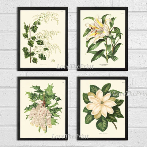 Magnolia White Flowers Botanical Wall Art Prints Set of 4 Beautiful Antique Vintage Blooming Tree Grapes Lily Green Home Decor to Frame AJW