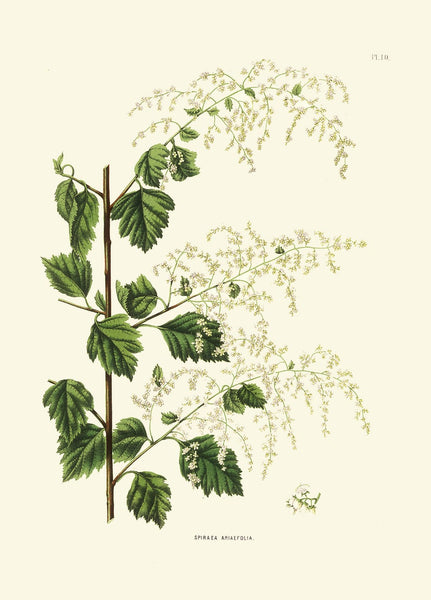 Magnolia White Flowers Botanical Wall Art Prints Set of 4 Beautiful Antique Vintage Blooming Tree Grapes Lily Green Home Decor to Frame AJW