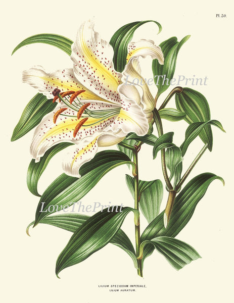 Magnolia White Flowers Botanical Wall Art Prints Set of 4 Beautiful Antique Vintage Blooming Tree Grapes Lily Green Home Decor to Frame AJW