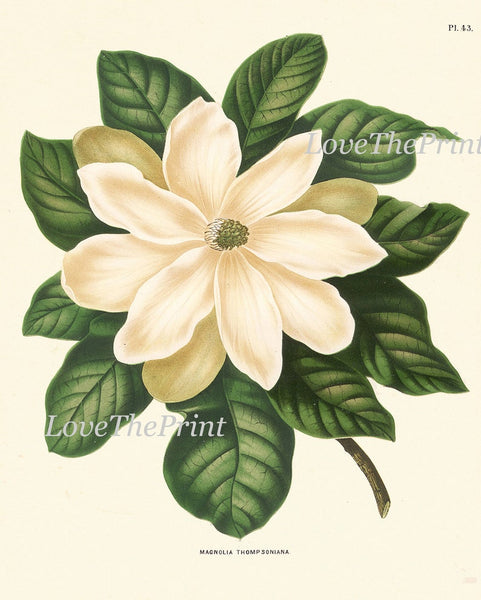Magnolia White Flowers Botanical Wall Art Prints Set of 4 Beautiful Antique Vintage Blooming Tree Grapes Lily Green Home Decor to Frame AJW