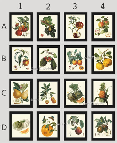 Fruit Home Decor Botanical Wall Art Set of 16 Beautiful Colorful Garden Tree Fruits Tropical Pretty Collection Home Room Decor to Frame LF