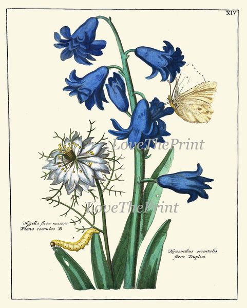Botanical Prints Wall Art Decor Set of 4 Beautiful Antique Vintage Blue Red White Flower Bluebells Lily Whildflower Home Decor to Frame NEDE