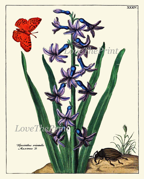 Botanical Prints Wall Art Decor Set of 4 Beautiful Antique Vintage Blue Red White Flower Bluebells Lily Whildflower Home Decor to Frame NEDE