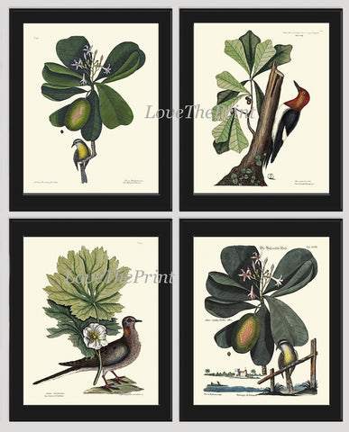 Vintage Bird Wall Art Print Set of 4 Beautiful Antique Green Trees Nature Woodpecker Bedroom Cabin Farmhouse Home Decor Poster to Frame CTB
