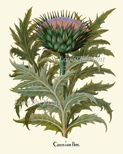 Botanical Prints Wall Art Decor Set of 4 Beautiful Antique Vintage Purple Violet Thistle Lily Flower Wildflower Home Decor to Frame BESL