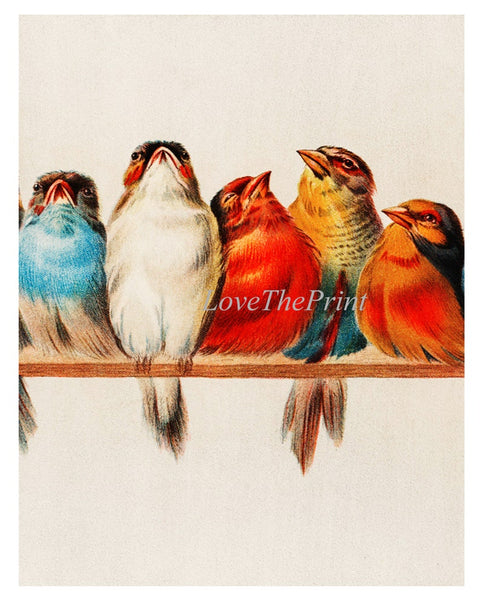 Vintage Bird Wall Art Print Set of 4 Beautiful Antique Vintage Red Cardinal Blue Bird Rustic Farmhouse Country Home Room Decor to Frame CLEA