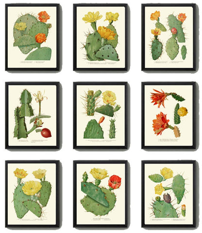 Cactus Botanical Prints Wall Art Set of 9 Beautiful Vintage Antique Cactuses Plants Colorful Blooming Flowers Prickly Pear Fruit to Frame ME