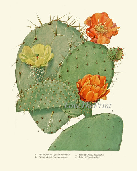 Cactus Botanical Prints Wall Art Set of 9 Beautiful Vintage Antique Cactuses Plants Colorful Blooming Flowers Prickly Pear Fruit to Frame ME