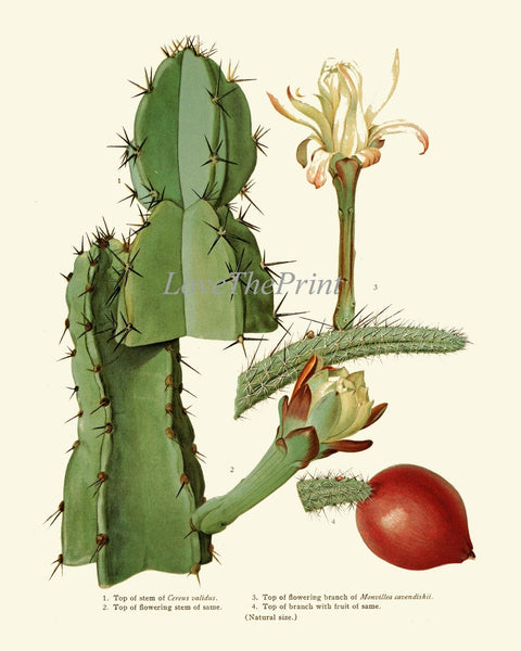 Cactus Botanical Prints Wall Art Set of 9 Beautiful Vintage Antique Cactuses Plants Colorful Blooming Flowers Prickly Pear Fruit to Frame ME