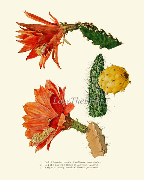 Cactus Botanical Prints Wall Art Set of 9 Beautiful Vintage Antique Cactuses Plants Colorful Blooming Flowers Prickly Pear Fruit to Frame ME