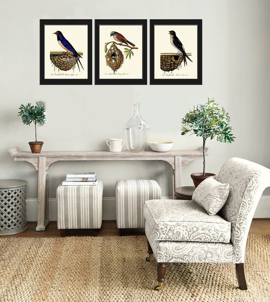 Bird Nest Wall Art Prints Set of 3 Beautiful Vintage Antique Swallow Illustration Picture Rustic Cabin Farmhouse Home Room Decor to Frame GA