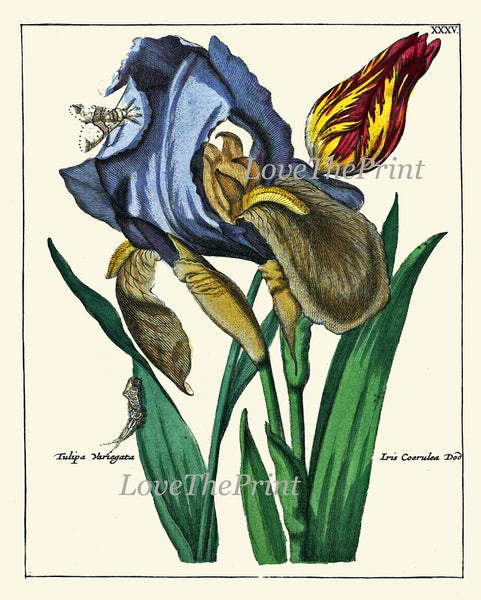 Blue Flowers Botanical Wall Home Decor Art Set of 6 Prints Beautiful Vintage Antique Lily Iris Snowdrop Sprint Summer Interior to Frame NEDE