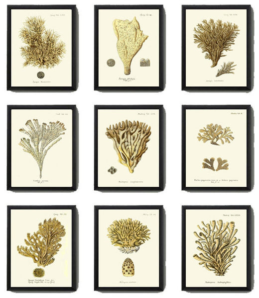 Vintage Corals Coral Prints Wall Decor Art Set of 9 Beautiful Antique Sea Ocean Marine Nature Science Nautical Home Room Decor to Frame ESPE