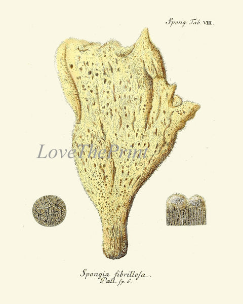 Vintage Corals Coral Prints Wall Decor Art Set of 9 Beautiful Antique Sea Ocean Marine Nature Science Nautical Home Room Decor to Frame ESPE