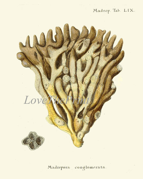 Vintage Corals Coral Prints Wall Decor Art Set of 9 Beautiful Antique Sea Ocean Marine Nature Science Nautical Home Room Decor to Frame ESPE