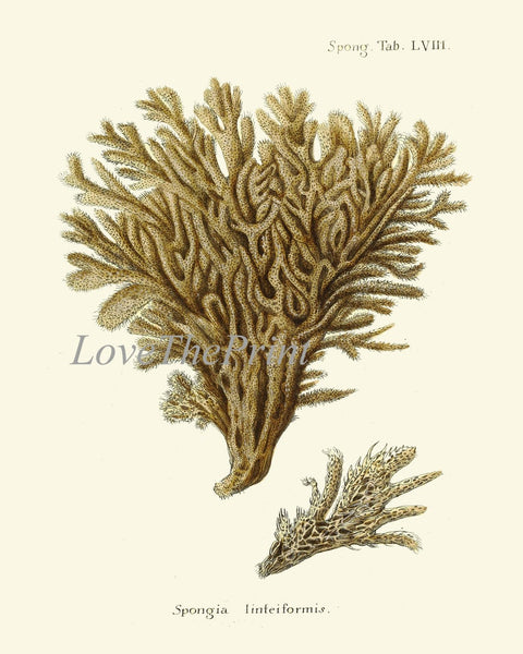 Vintage Corals Coral Prints Wall Decor Art Set of 9 Beautiful Antique Sea Ocean Marine Nature Science Nautical Home Room Decor to Frame ESPE