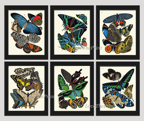 Butterflies Prints Wall Art Set of 6 Beautiful Antique Vintage Blue Yellow Green Butterfly Illustration Picture Home Decor to Frame SCHA
