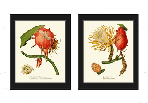 Cactus Botanical Prints Wall Art Set of 2 Beautiful Antique Vintage Tropical Exotic Nature Plant Prickly Pear Fruit Home Decor to Frame ME