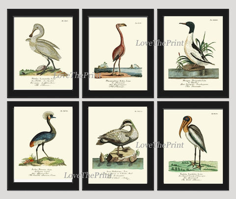 Vintage Birds Prints Wall Art Set of 6 Prints Antique Flamingo Swan Duck Lake House Dining Room Bedroom Staircase Home Decor to Frame HUF