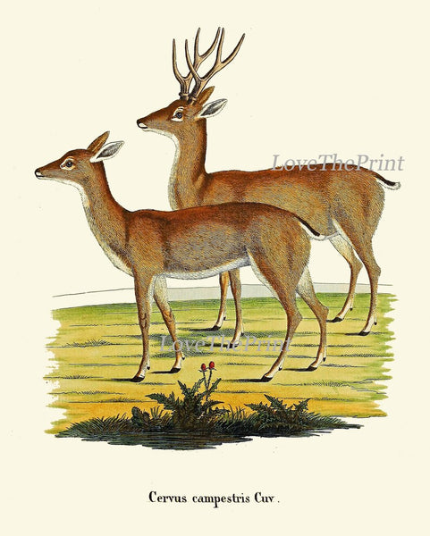 Vintage Deer Wall Art Set of 4 Prints Beautiful Antique Elk Moose Deer Rustic Cabin Decoration Forest Animals Home Room Decor to Frame DEER