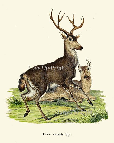 Vintage Deer Wall Art Set of 4 Prints Beautiful Antique Elk Moose Deer Rustic Cabin Decoration Forest Animals Home Room Decor to Frame DEER