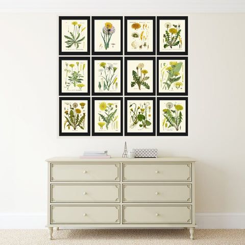 Dandelion Botanical Wall Decor Art Set of 12 Prints Beautiful Antique Vintage Wildflowers Flowers Country Nature Home Decor to Frame DAND