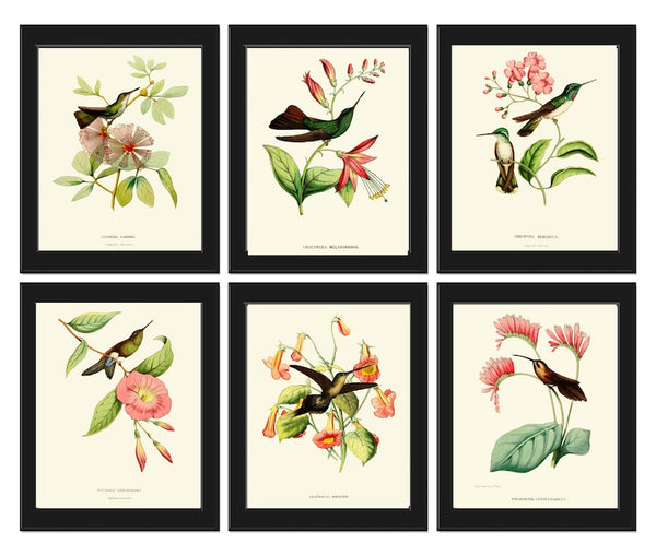 Hummingbird Wall Decor Art Print Set of 6 Prints Antique Vintage Tropical Exotic Birds Flowers Bedroom Dining Room Fireplace to Frame HUMM