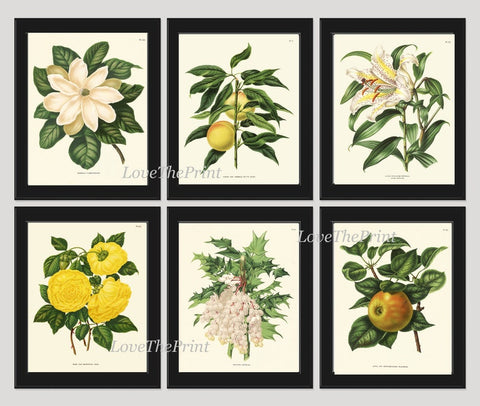 White Flowers Fruit Botanical Wall Art Set of 6 Prints Beautiful Vintage Antique Lily Magnolia Roses Peach Apple Home Decor to Frame AJW