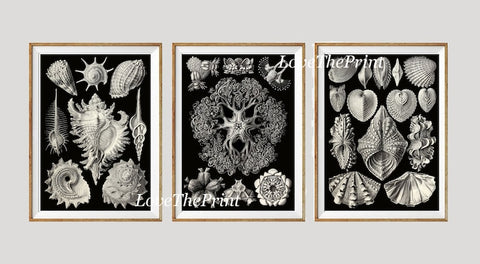 Vintage Seashell Wall Art Set of 3 Prints Beautiful Antique Sea Shells Ocean Beach House Black and White Decoration Home Decor to Frame HAEC