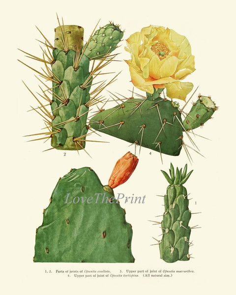 Cactus Botanical Wall Decor Art Set of 6 Prints Beautiful Antique Vintage Colorful Blooming Tropical Garden Flowers Succulents to Frame ME