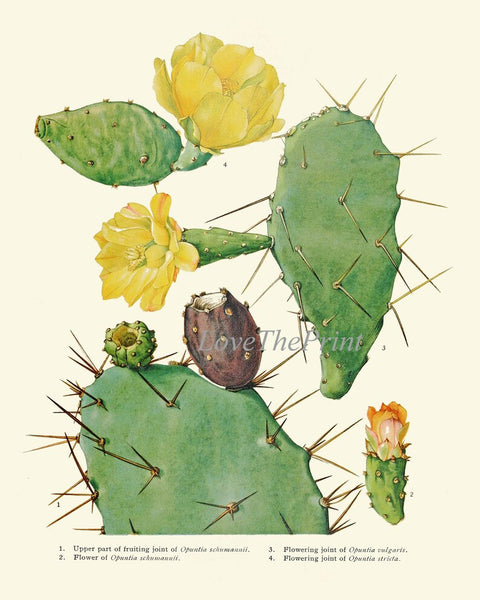 Cactus Botanical Wall Decor Art Set of 6 Prints Beautiful Antique Vintage Colorful Blooming Tropical Garden Flowers Succulents to Frame ME