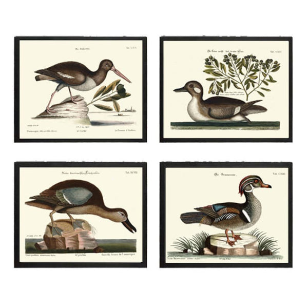 Vintage Duck Bird Wall Art Print Set of 4 Beautiful Antique Lake House Wildlife Birds Farmhouse Cabin Rustic Home Room Decor to Frame MCT