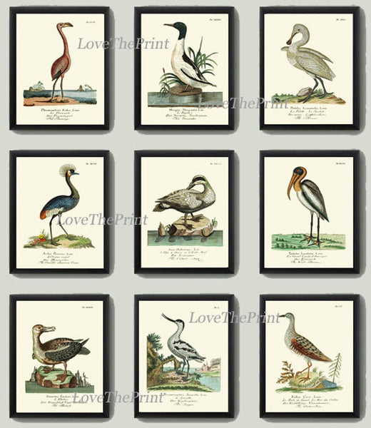 Birds Wall Art Print Set of 9 Beautiful Antique Vintage Lake Outdoor Nature Swan Crane Duck Pelican Flamingo Picture Home Decor to Frame HJF