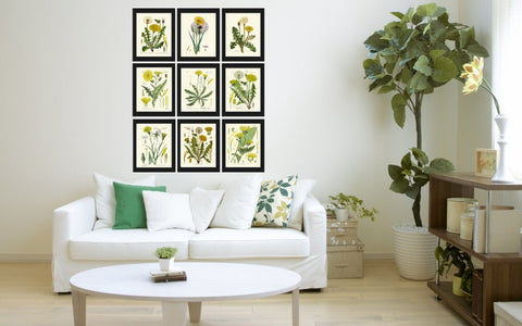 Dandelion Wildflowers Botanical Prints Wall Art Home Decor Set of 4 Beautiful Antique Vintage Gallery Art Poster Chart Plants to Frame DAND
