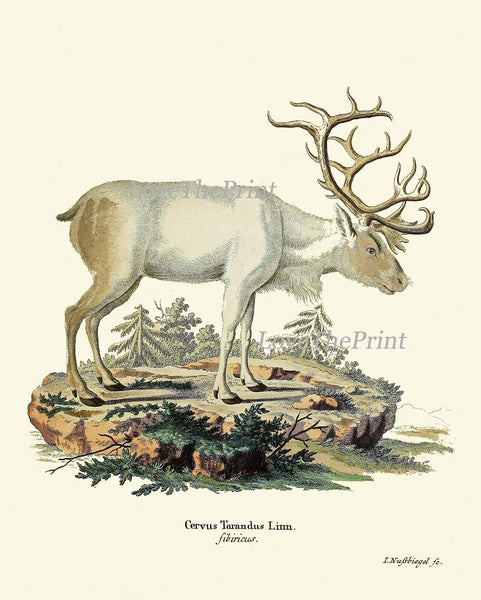 Deer Elk Moose Wall Art Set of 6 Prints Beautiful Vintage Antique Forest Mountain Outdoor Nature Illustration Home Room Decor to Frame DEER