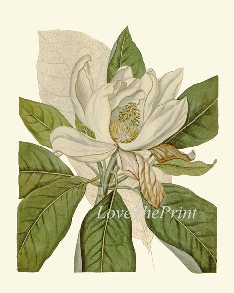 White Flowers Botanical Prints Wall Art Set of 4 Beautiful Antique Vintage Magnolia Daisy Daisies Spring Garden Home Room Decor to Frame CU